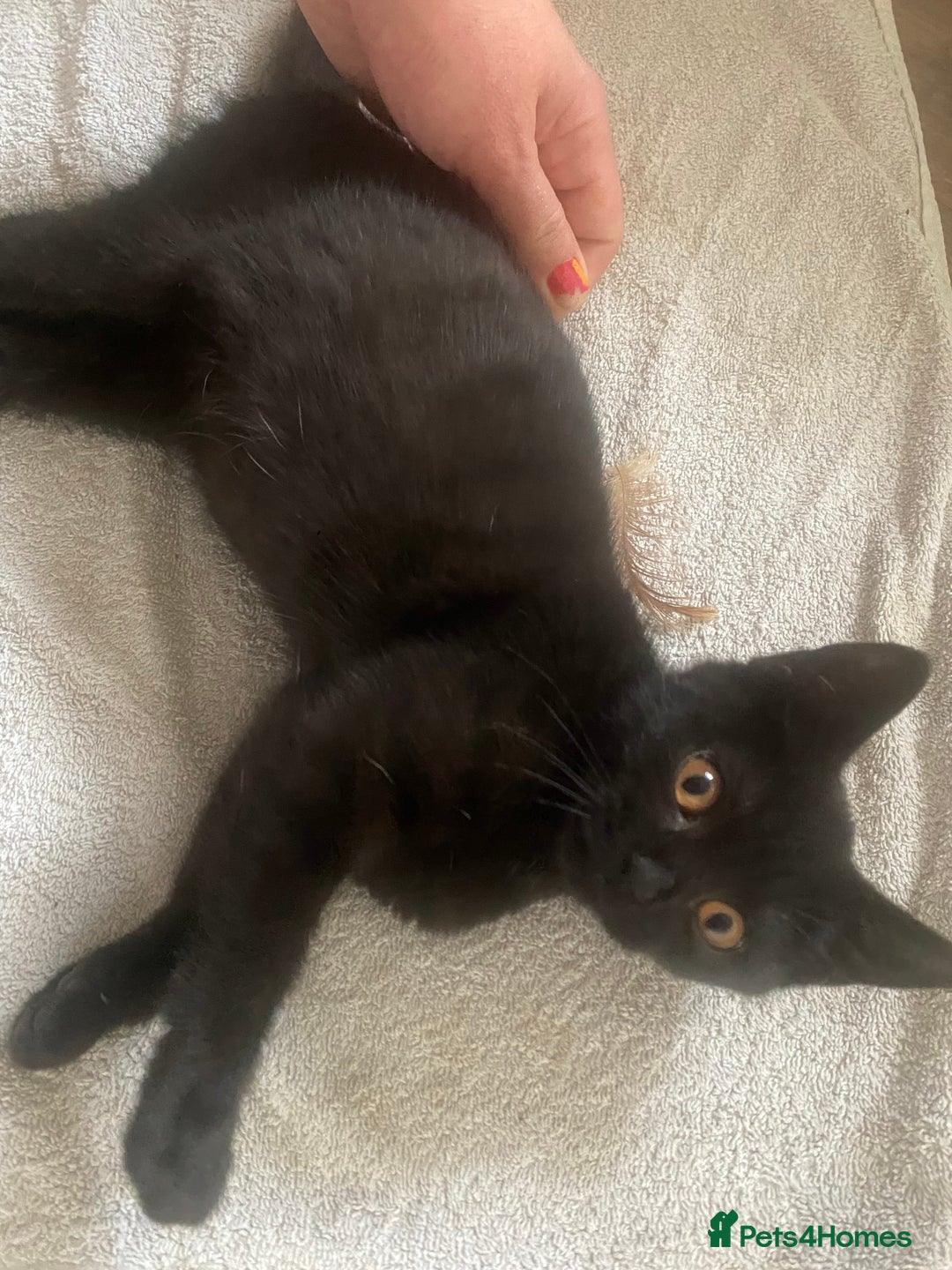 British Shorthair cats for sale: Is very lovely  - Image 1
