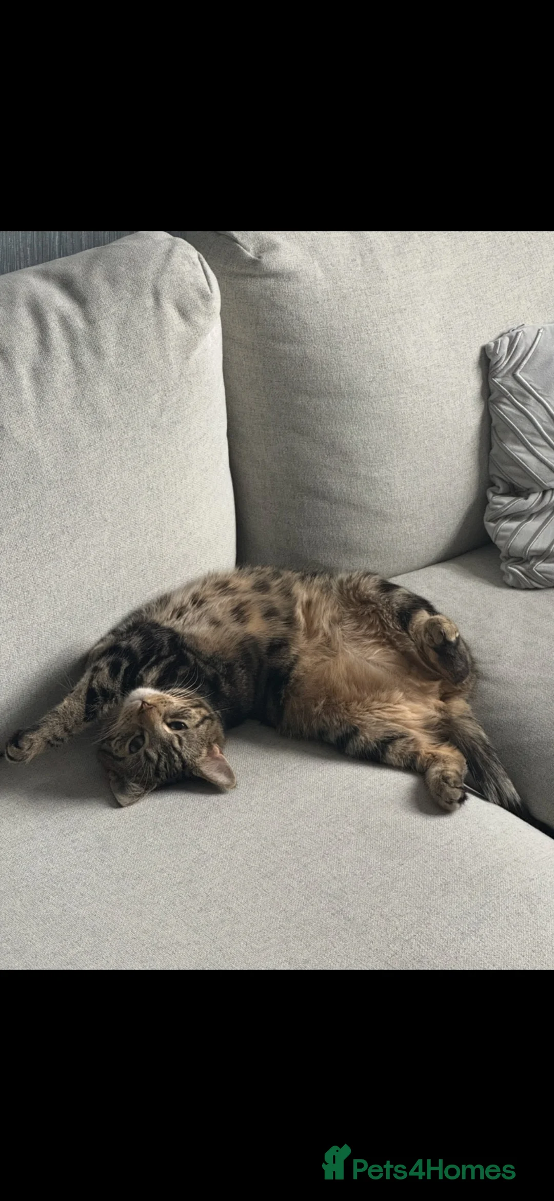 American Shorthair cats for sale: American Shorthair Tabby 2 years old Female in Mitcham - Advert 7