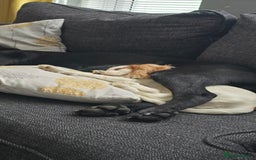 Cocker Spaniel dogs for sale: 15 week Cocker Spaniel Puppy female  - Image 4