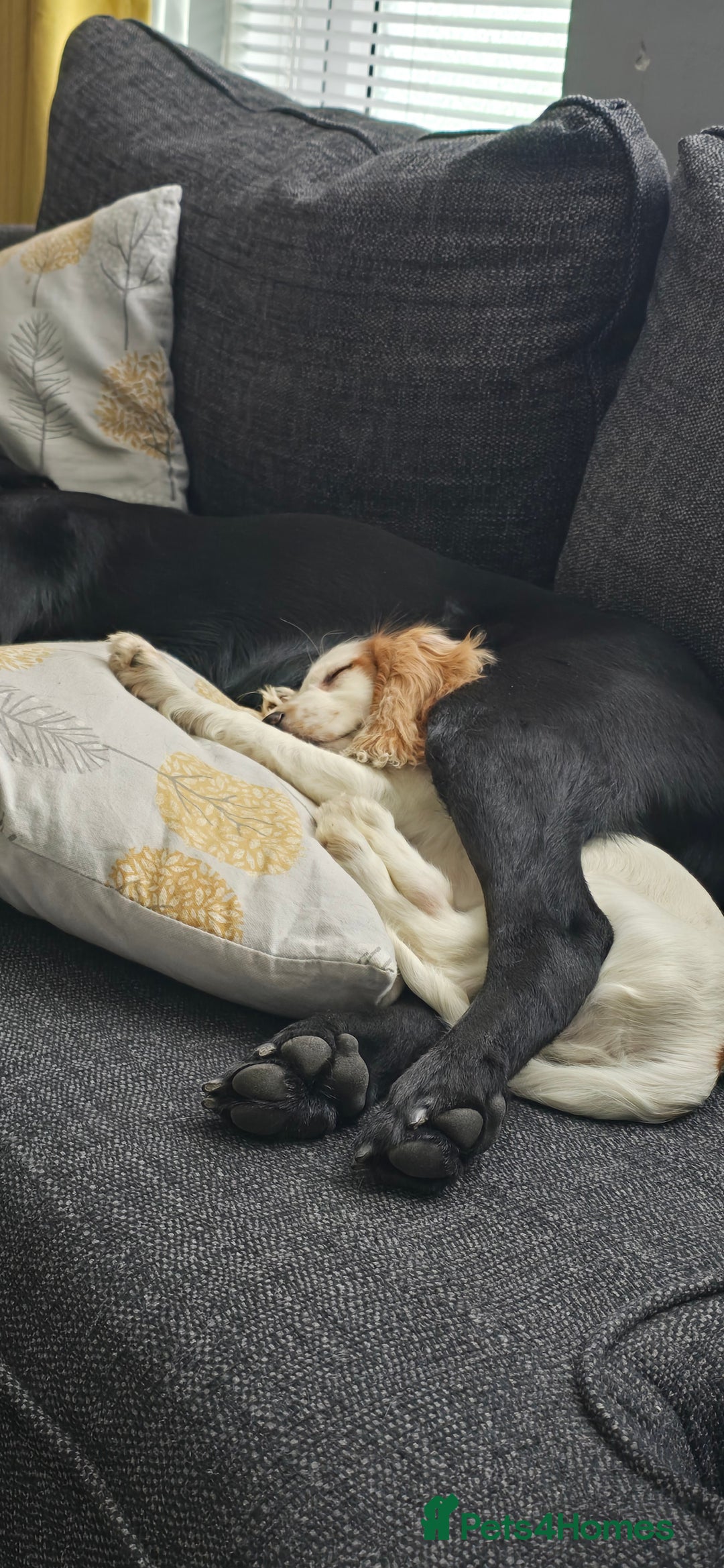 Cocker Spaniel dogs for sale: 15 week Cocker Spaniel Puppy female  - Image 4