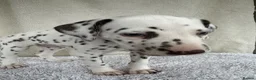 Dalmatian dogs for sale: Dalmatian Puppies  - Advert 5