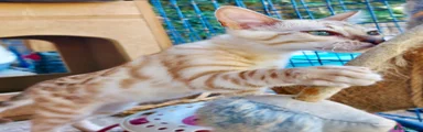 Bengal 1
