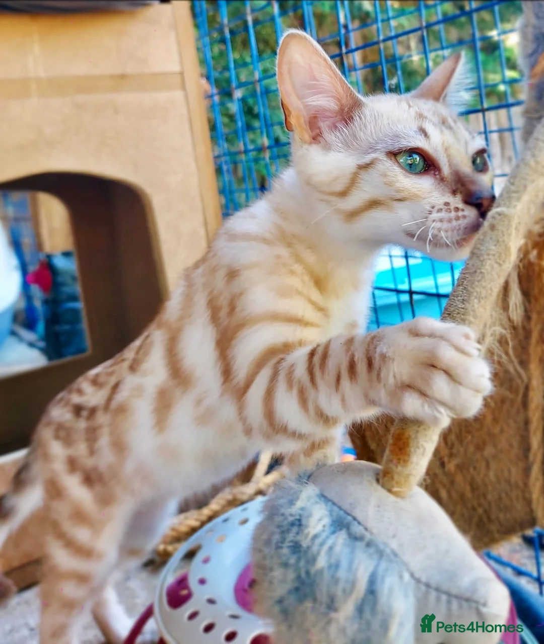 Bengal cats for sale: Light Mink in London - Advert 2