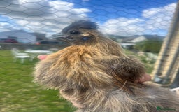 Chickens poultry for sale: Silkie POL - Image 1