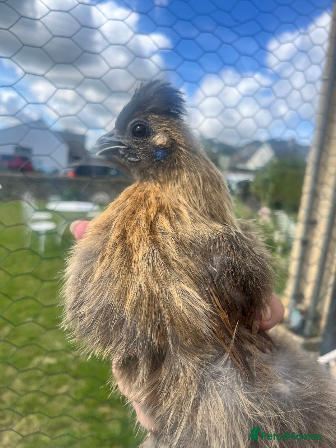Chickens poultry for sale: Silkie POL - Image 1