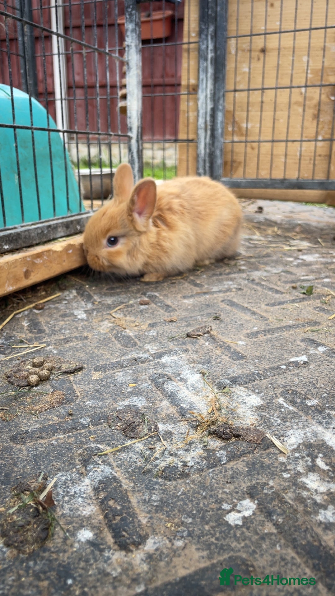 Mixed Breed rabbits for sale: baby rabbits for sale - Image 5