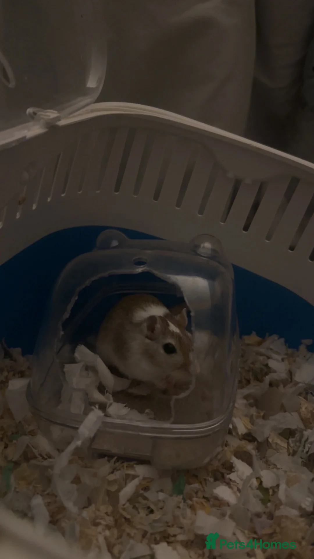 Gerbil rodents for sale: Male gerbil free too a good home - Advert 4