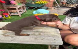 Dobermann dogs for sale: Doberman brown & tan - Image 16