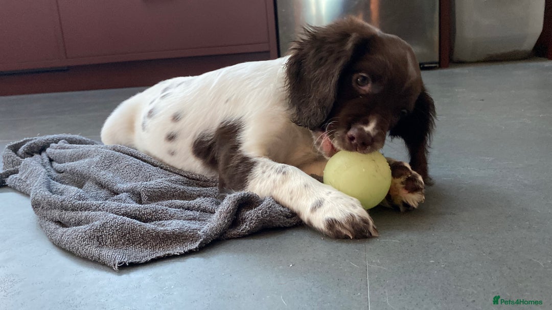 English Springer Spaniel dogs for sale: KC Registered English Springer Spaniel Female Pups - Advert 3