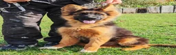 German Shepherd dogs for sale: German Shepherd Puppies-show-line parents - Advert 1