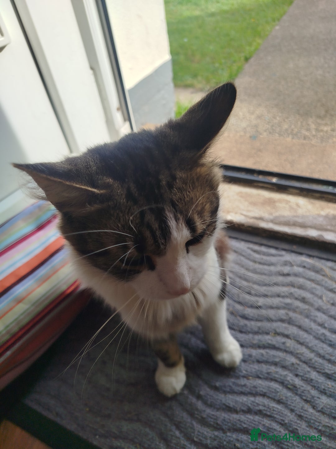 Maine Coon cats for sale: Maine coon mix- male 16months - Image 4