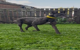 Greyhound dogs for sale: Starcash Kellie greyhound  - Image 2