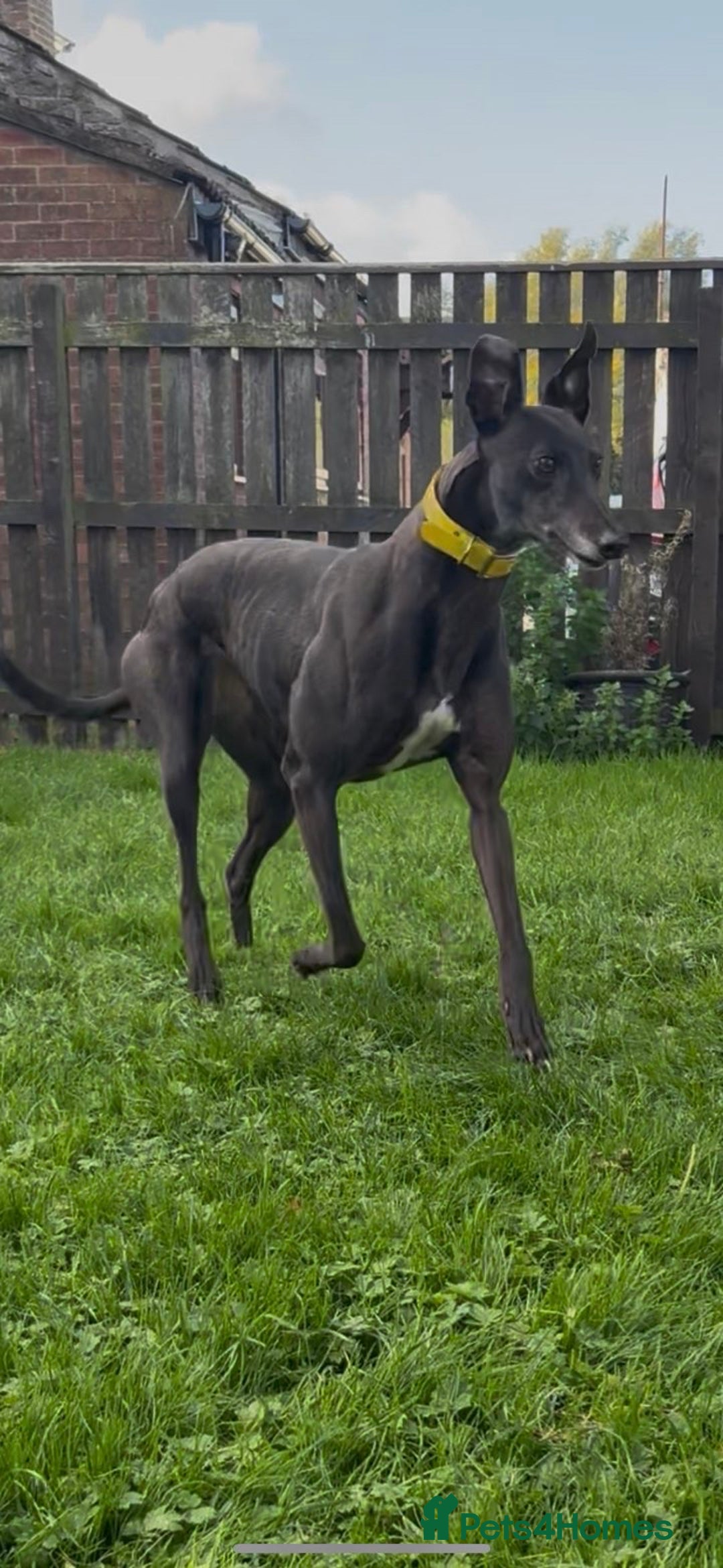 Greyhound dogs for sale: Starcash Kellie greyhound  - Image 2