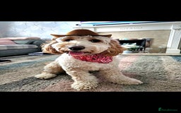 Cockapoo dogs for stud: Male cockapoo for stud 'Woody' - Image 10