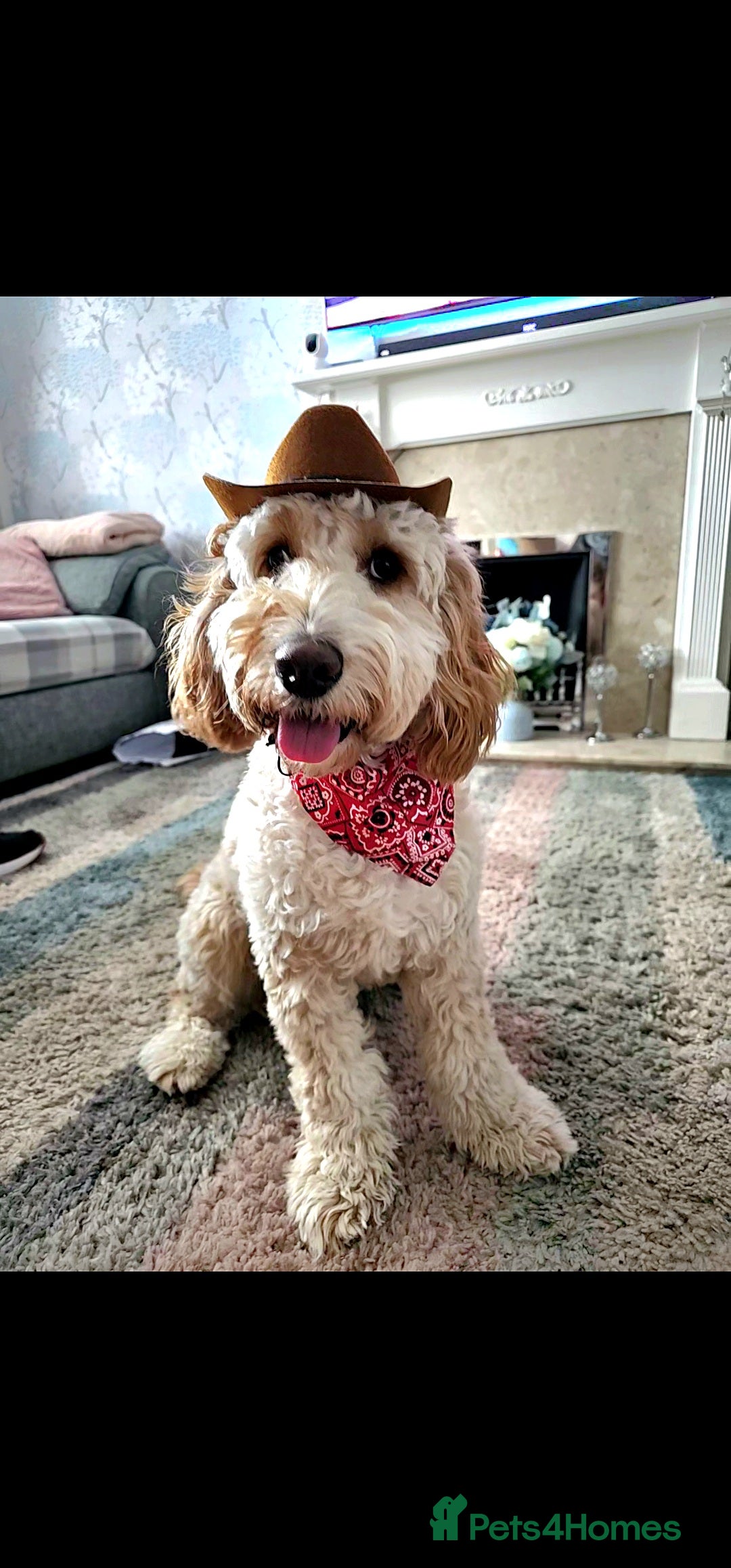 Cockapoo dogs for stud: Male cockapoo for stud 'Woody' - Image 10
