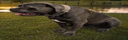 Cane Corso dogs for sale: BLUE CANE CORSO MALE LOOKING FOR A NEW HOME  - Advert 3