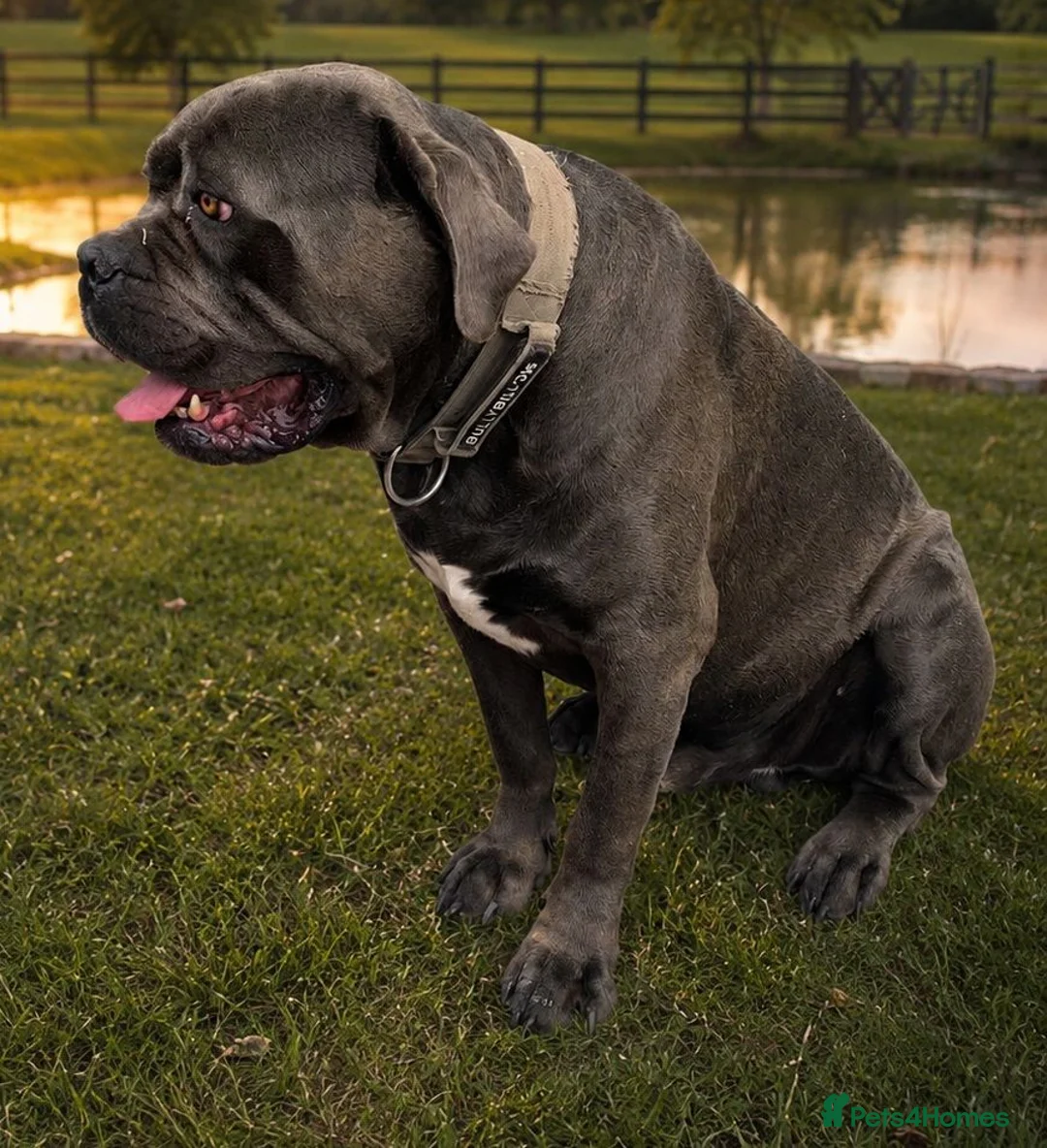 Cane Corso dogs for sale: BLUE CANE CORSO MALE LOOKING FOR A NEW HOME  - Advert 3