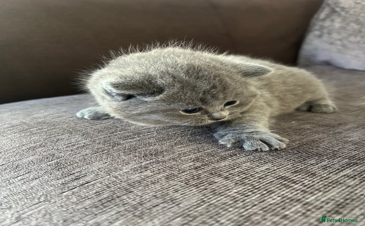 British Shorthair cats - Advert 1