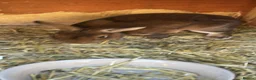 Rex rabbits for sale: 6 babies Rex Rabbits - Advert 9
