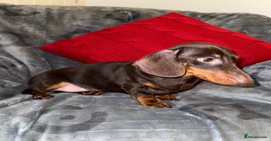 Miniature Dachshund dogs 🩷💙Stunning KC Mini Dachshund Puppies💙 - Advert 10