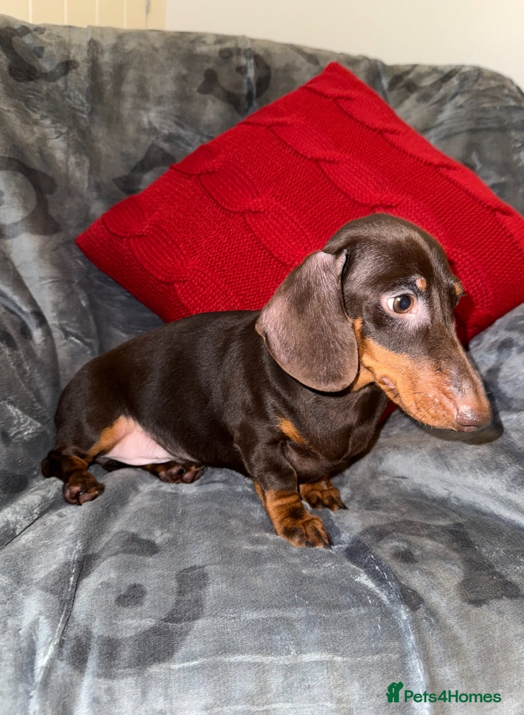 Miniature Dachshund dogs for sale: 🩷💙Stunning KC Mini Dachshund Puppies💙 - Advert 2