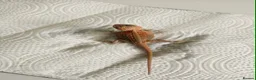 Bearded Dragon reptiles for sale: Bearded dragons in Hull - Advert 8