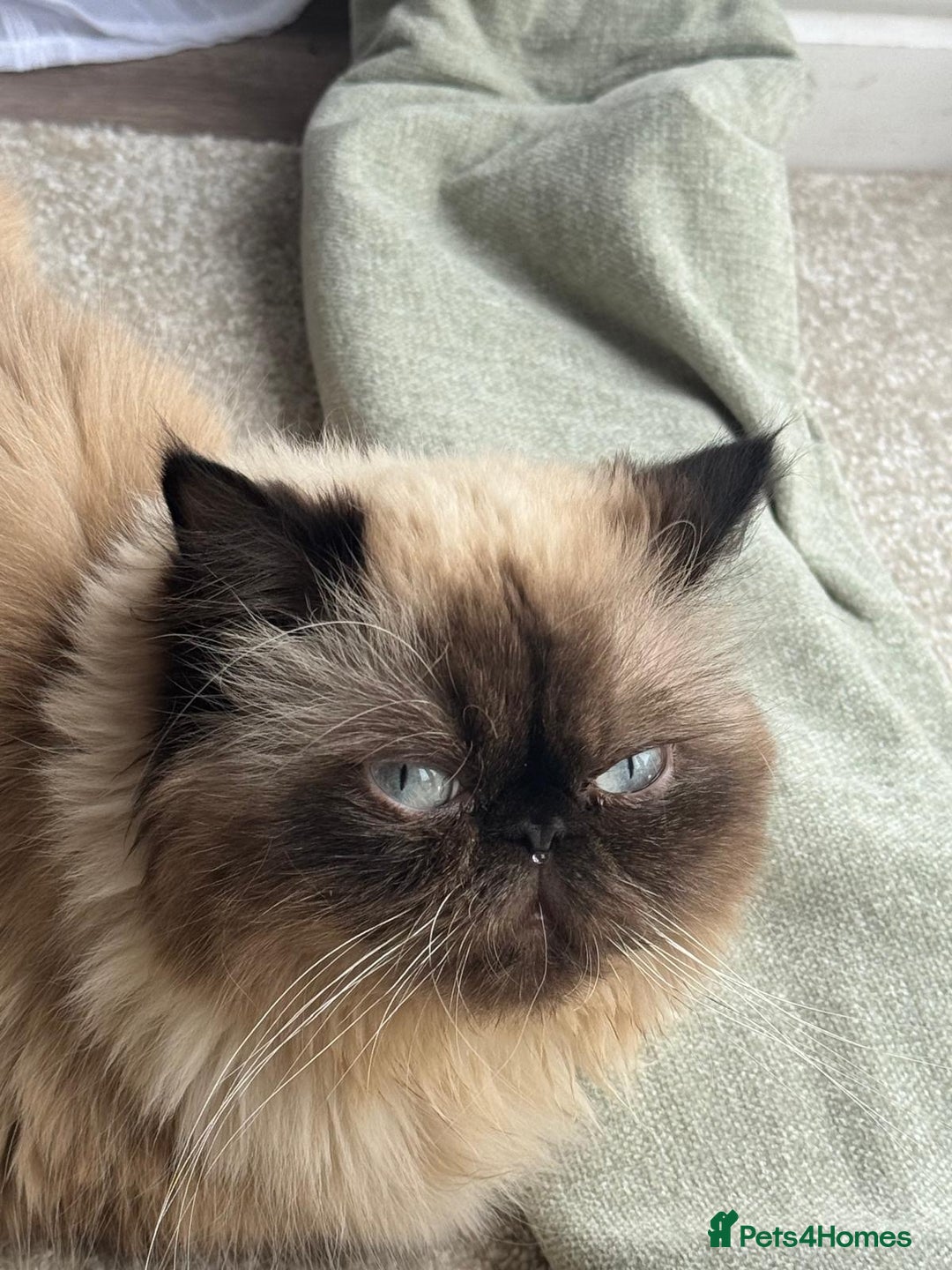 Persian cats for sale: ✨ Adorable 4-Month-Old Persian Kitten Available ✨ - Advert 7