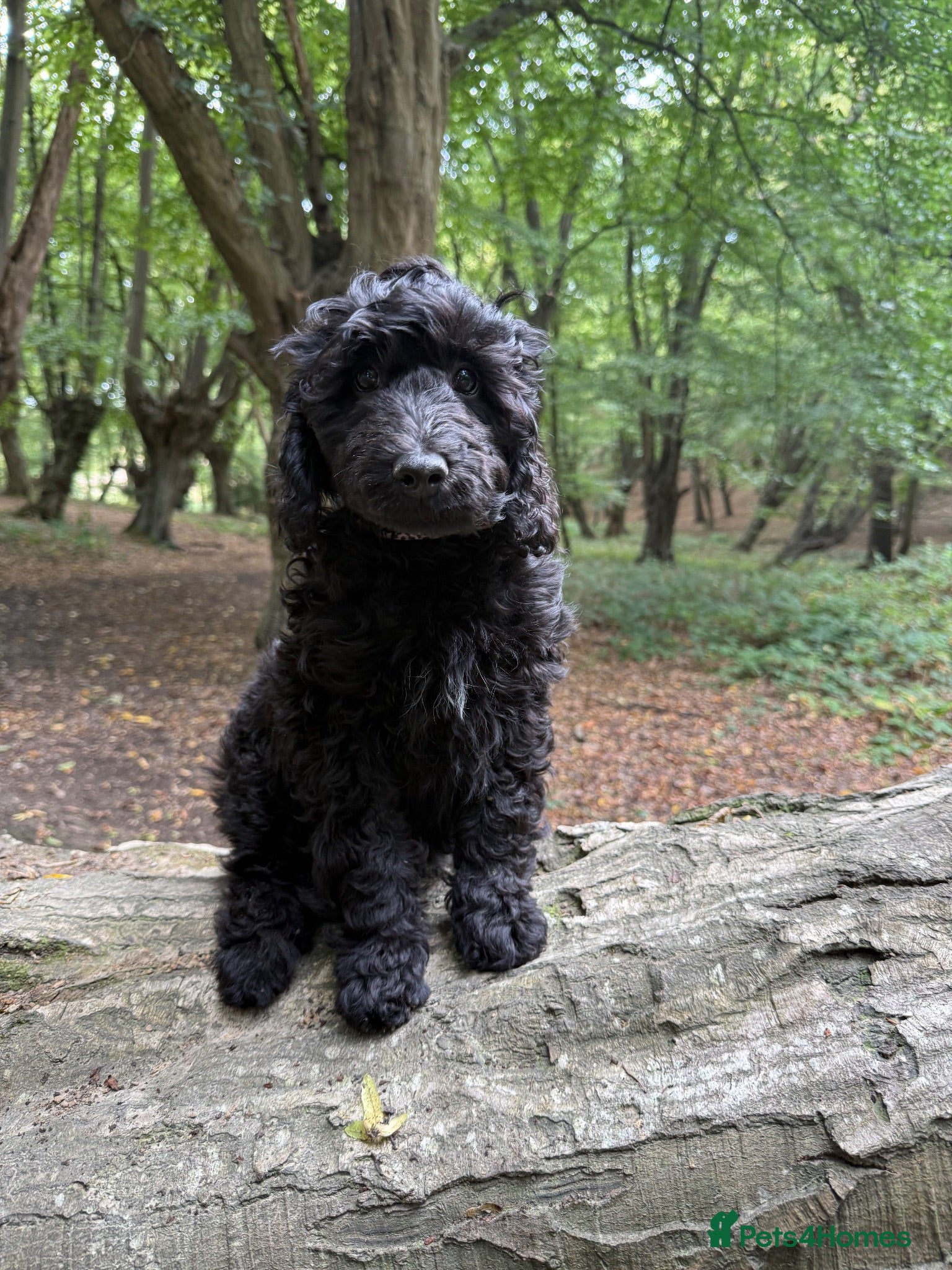 Labradoodle dogs 🐾🐾Advanced trained Therapy/Assistance Puppy🐾🐾 - Advert 1