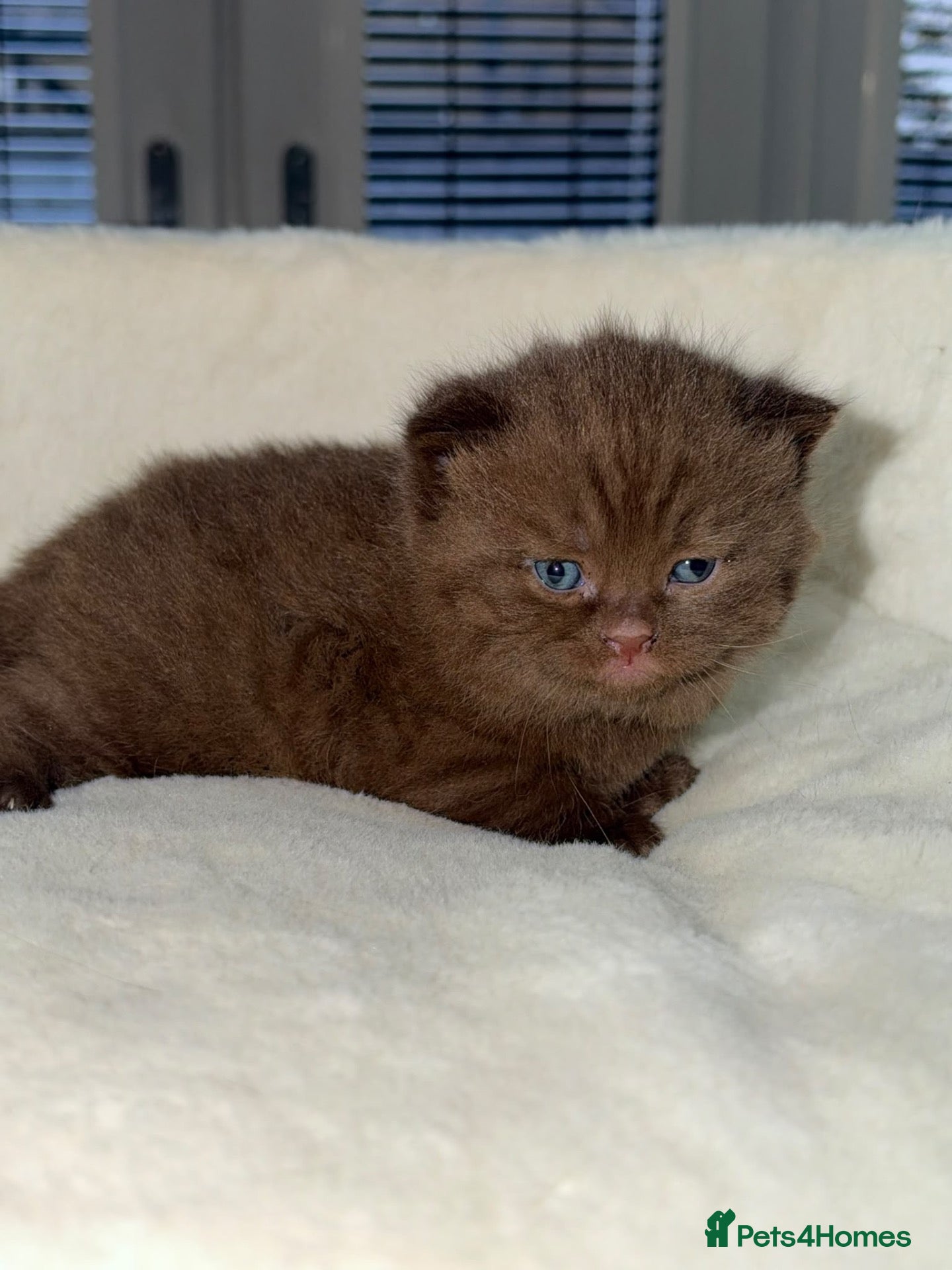 British Shorthair cats Active 🐾 Cinnamon BSH Kittens – 2 Girls & 1 Boy  - Advert 2