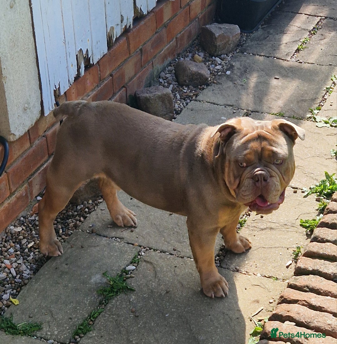 English Bulldog dogs for sale: 2 Male Bulldogs in Nottingham - Image 4