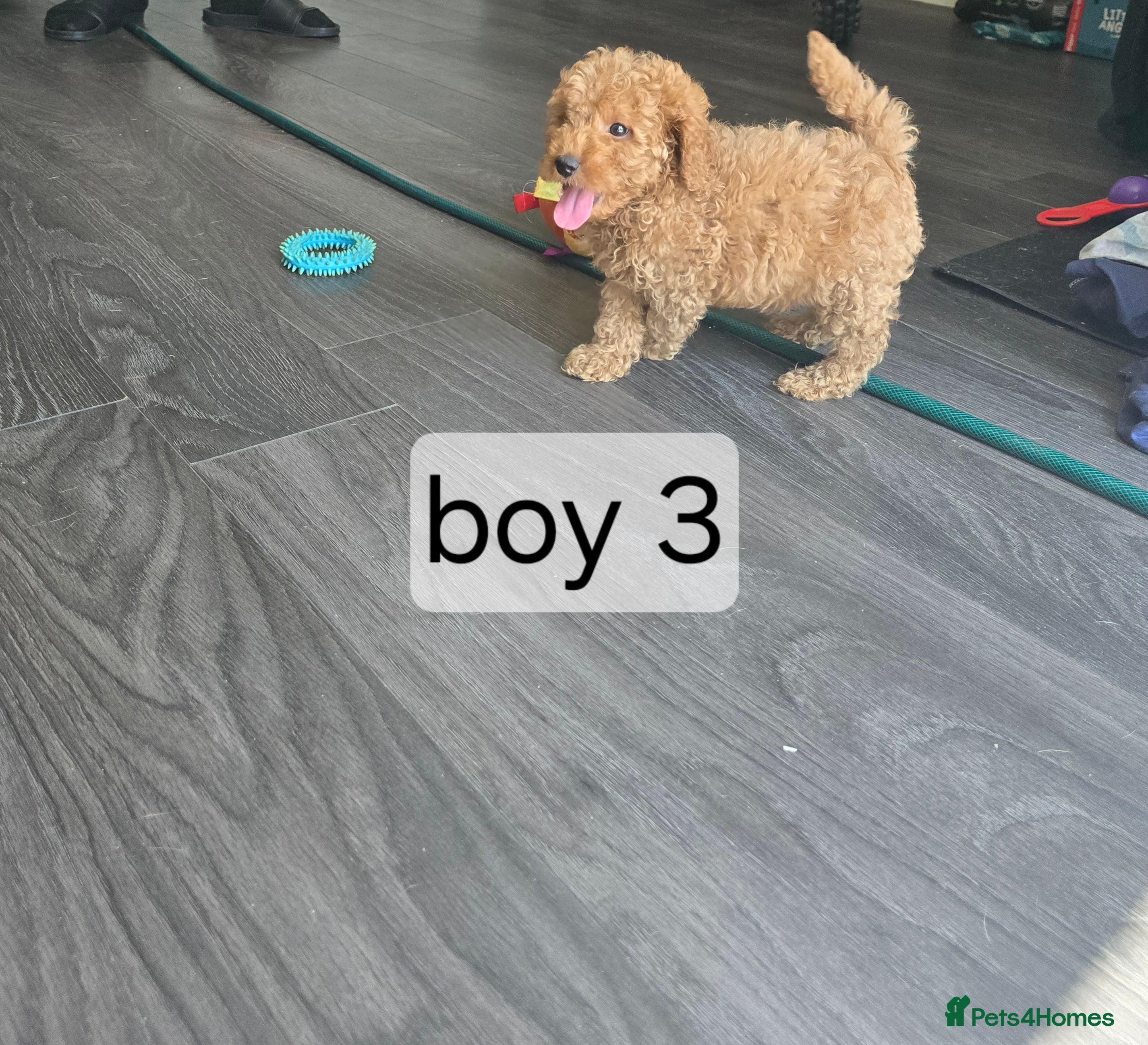 Cavapoo dogs 5 cavapoo pups ready to leave  - Advert 2