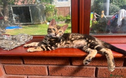 Bengal cats for sale: 🐾 TICA REGISTERED, READY TO LEAVE  😍😍 - Image 10