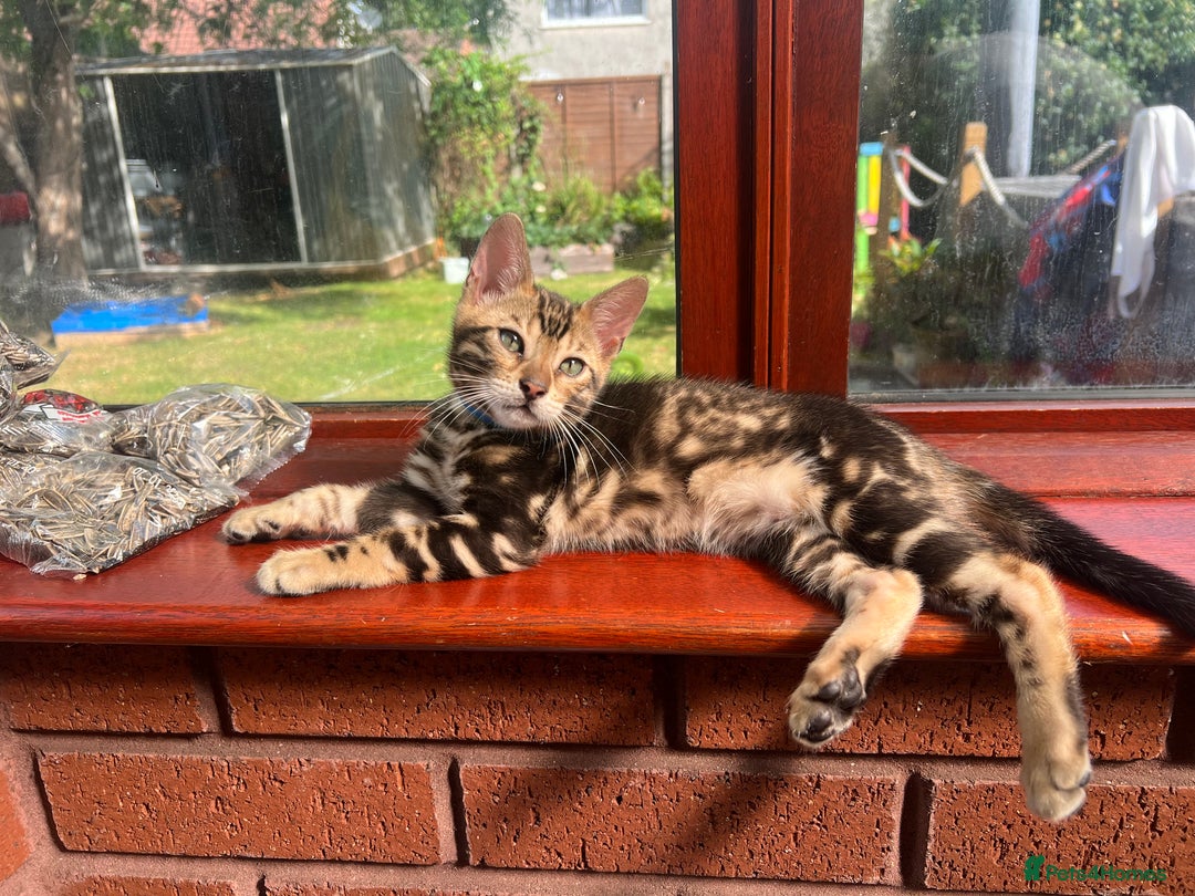 Bengal cats for sale: 🐾 TICA REGISTERED, READY TO LEAVE  😍😍 - Image 10