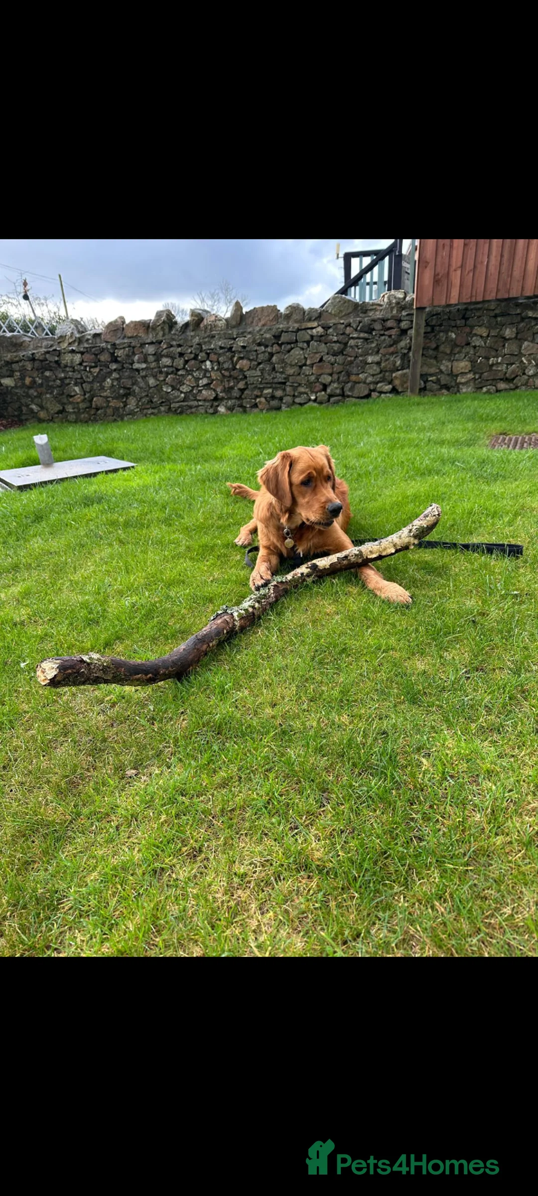 Golden Retriever dogs for sale: KC golden retriever Male puppy 12 months old  - Advert 1