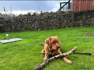 Golden Retriever dogs KC golden retriever Male puppy 12 months old - Advert 1