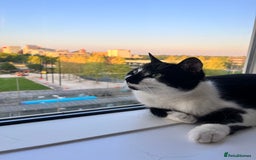 Domestic Shorthair cats for sale: Zuko needs new home. - Image 1