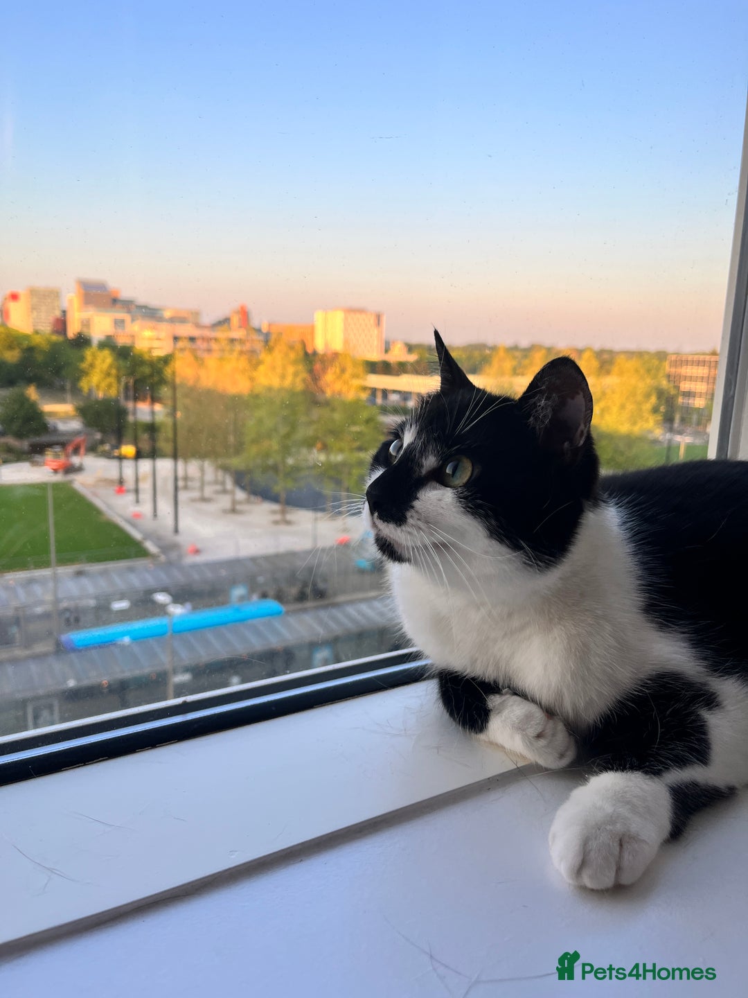 Domestic Shorthair cats for sale: Zuko needs new home. - Image 1