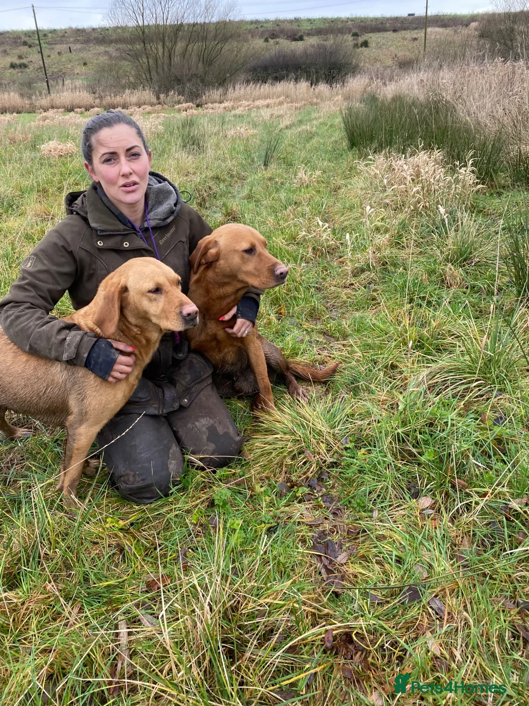 Labrador Retriever dogs for stud: Kc reg ftch stud - Advert 5