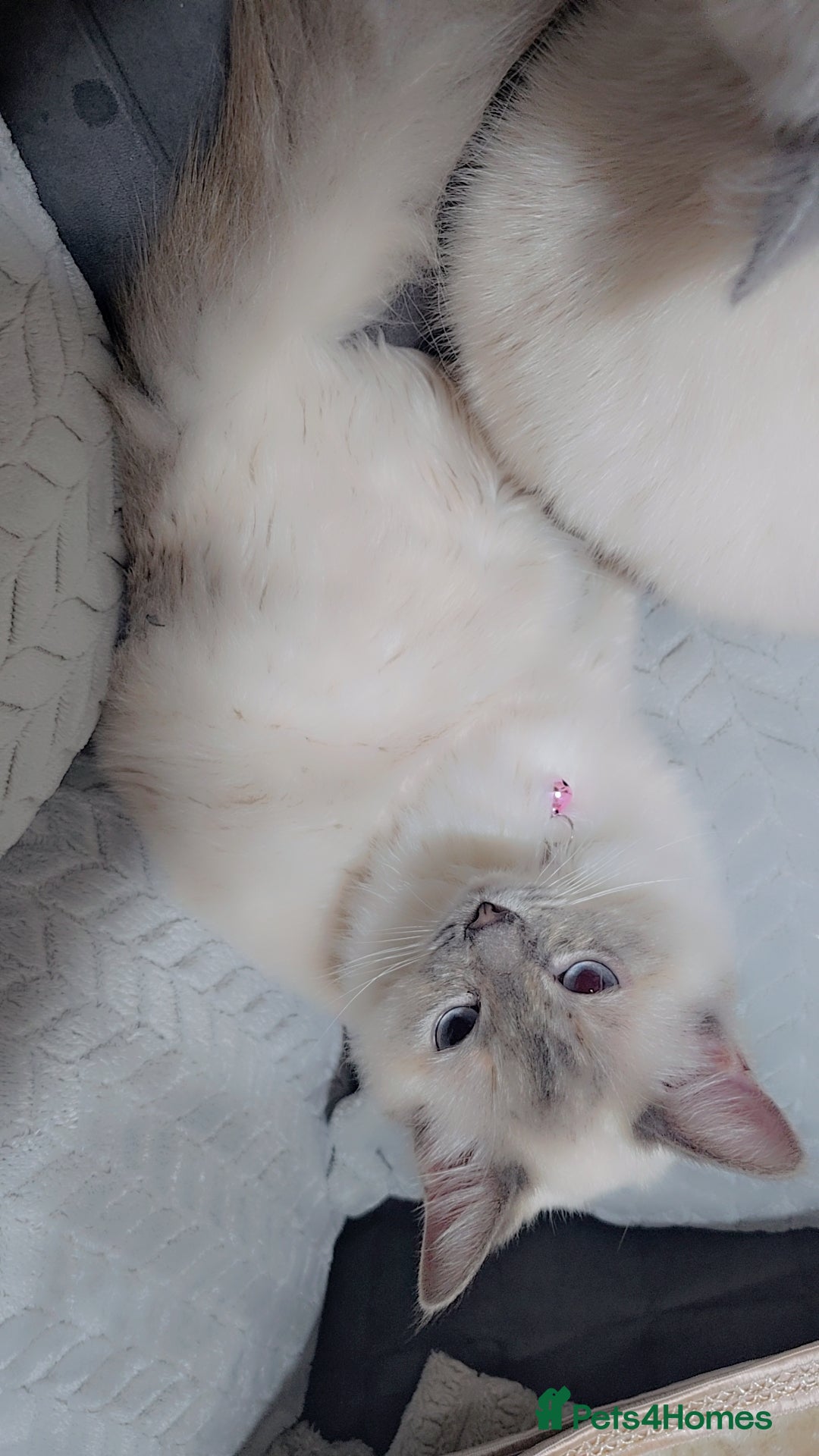 Ragdoll cats Pedigree ragdoll  - Advert 6