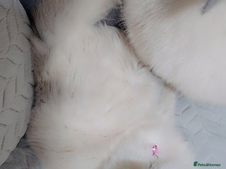 Ragdoll cats Pedigree ragdoll - Advert 2