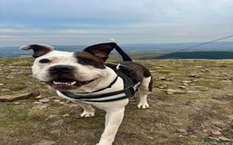 Mixed Breed dogs for sale: American bulldog  - Advert 1