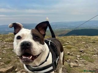 Mixed Breed dogs American bulldog - Advert 4