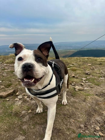 Mixed Breed dogs American bulldog - Advert 1