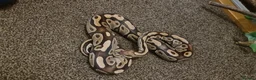 Python Snake reptiles for sale: Het Pied Ball Phython  - Advert 7