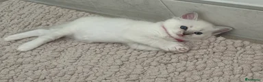 Ragdoll 5