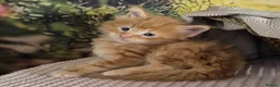Maine Coon cats for sale: Maine Coon - Advert 3
