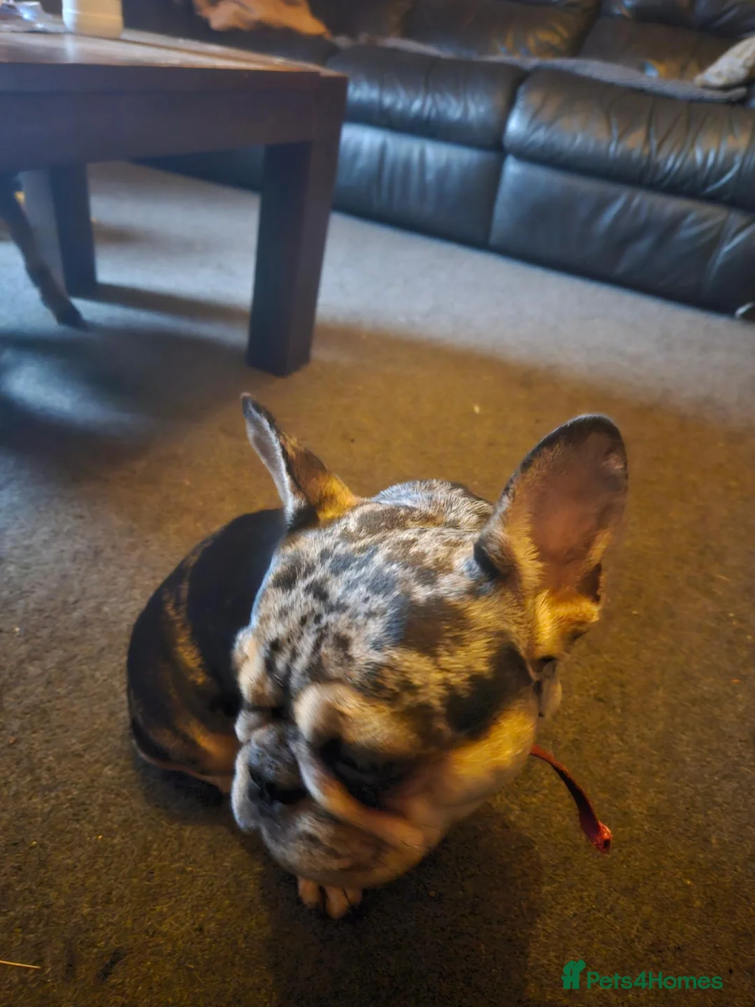 French Bulldog dogs for sale: Beautifull blue blood frenchie in Carnforth - Advert 1
