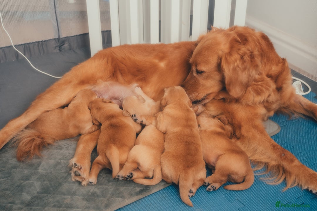 Golden Retriever dogs for sale: Golden Retriever Puppies KC Dad – Ready in 5 Weeks - Image 2