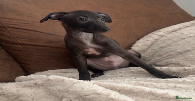 Italian Greyhound dogs - Advert 16