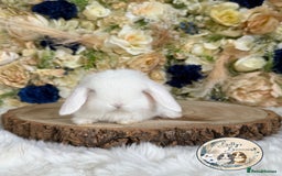 Mini Lop rabbits for sale: 💛 Purebred Mini Lops 💛 UPDATED 19TH JULY 💛 xxx - Image 1